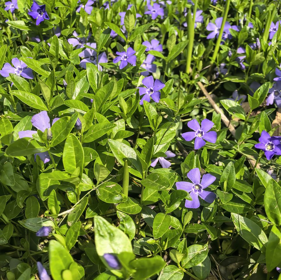 bigleaf periwinkle