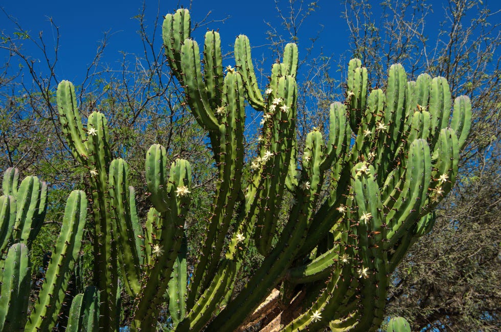 30 Different Types of Cactus You Can Grow at Home