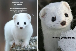 Stoat, Mink, Weasel, Terrestrial animal, Adaptation, Nose, Photo caption, Snout, Whiskers, Arctic fox, 