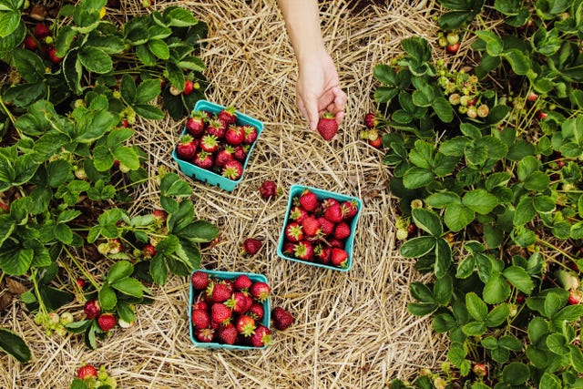 aardbeien biologisch voeding