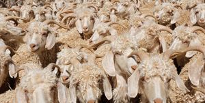 Sheep, Sheep, Livestock, Herd, Cow-goat family, Goats, 