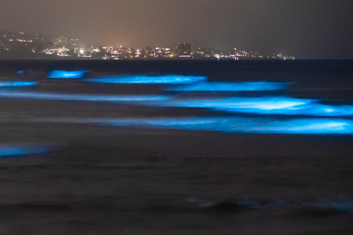 Watch Bioluminescent Waves Glow in California's Monterey Bay