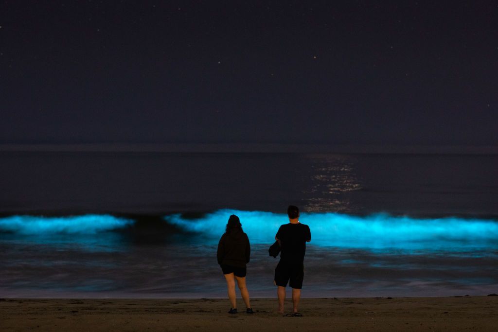 Glow with the flow: Natural phenomenon turns sea water an electric neon blue  as it washes up on beach