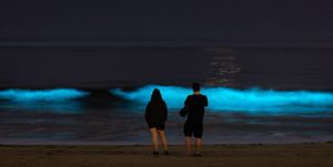 bioluminescent waves glow off hermosa beach, california