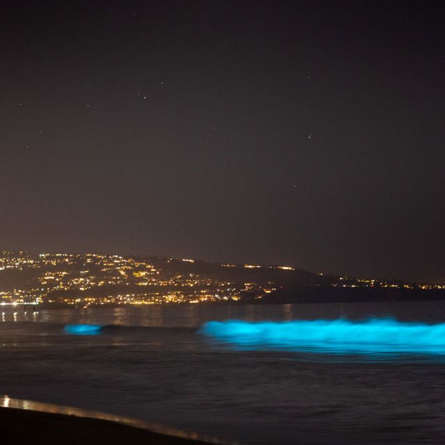 Bioluminescent Waves Are Lighting Up Southern California’s Coast