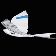 a bionic flying bird