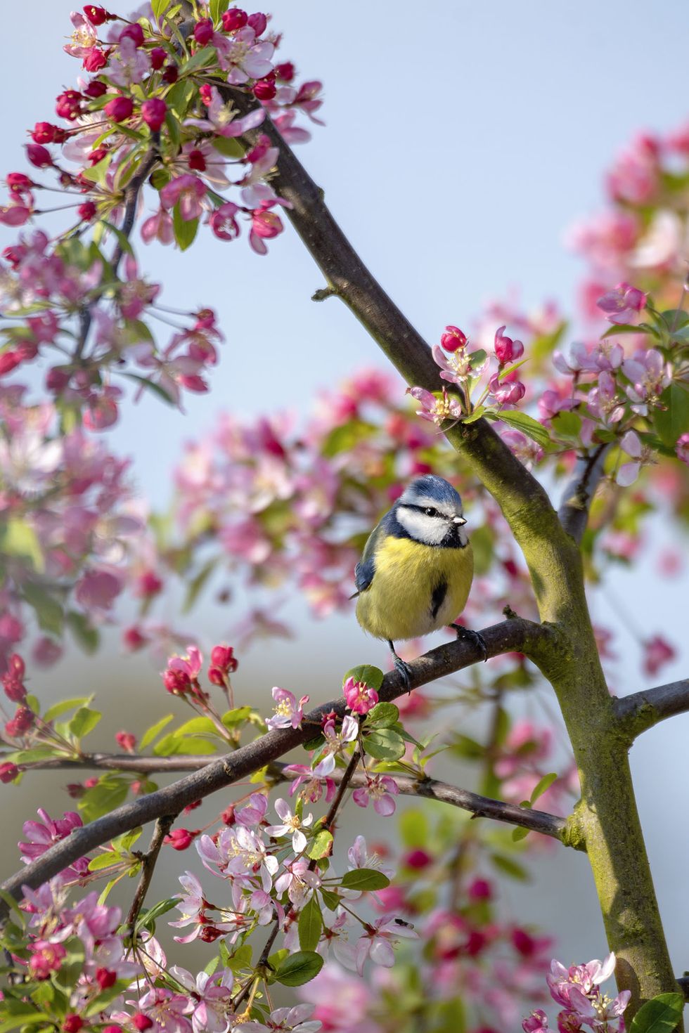 Close-up image of an Eurasian blue tit on the branch of Malus 'Floribunda' Crab apple blossom against a blue sky