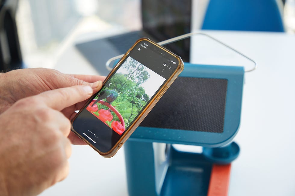 bird buddy app showing an image taken from another feeder a hand is holding a smartphone that displays an image of greenery with flowers and a bird in the foreground, a blue device with a textured surface is partially visible on a table