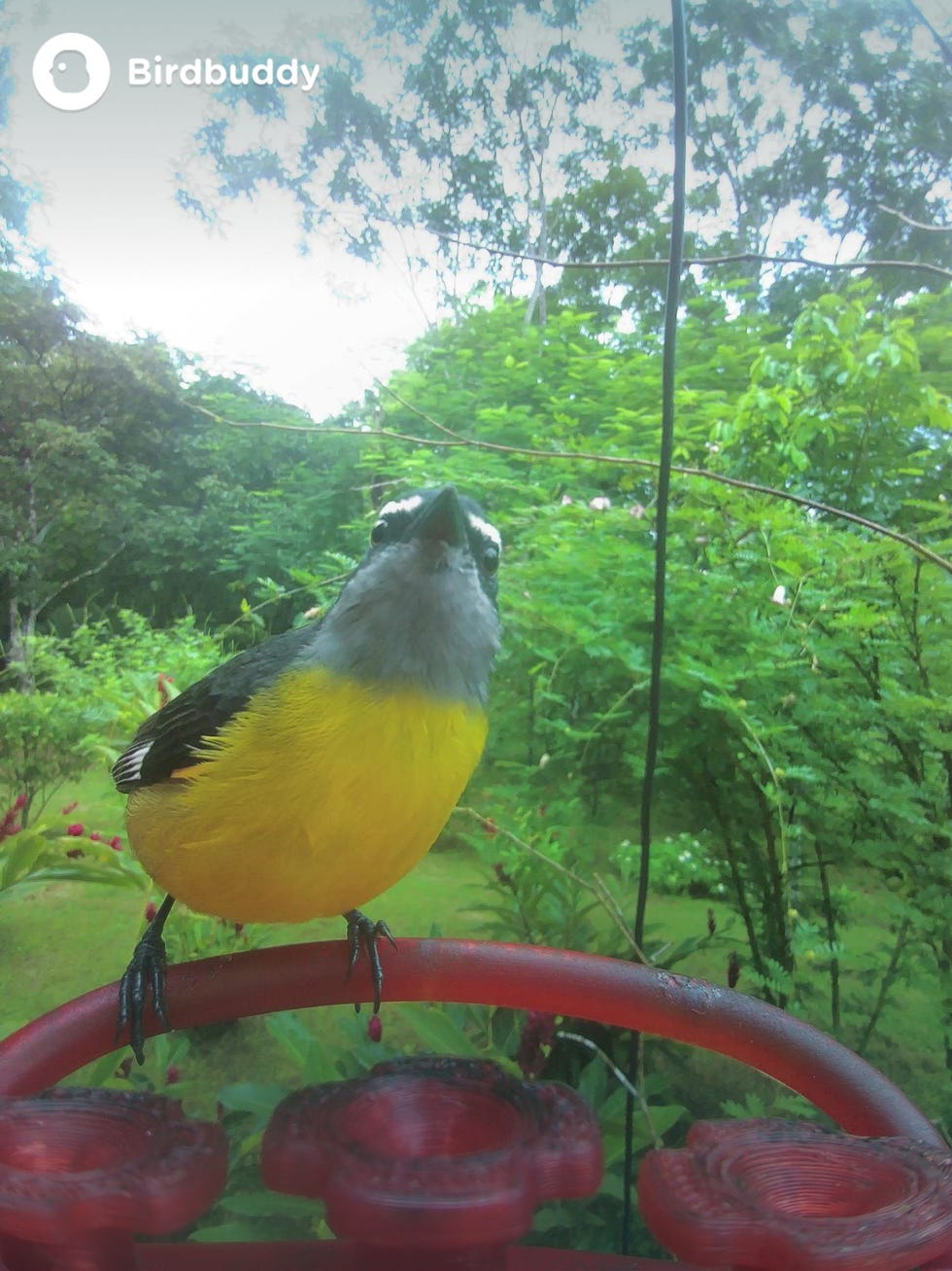 bananaquit captured on a bird buddy feeder located in santiago panama the bird has a yellow belly and gray and black head is perched on a red feeder the background features lush green foliage, indicating a natural outdoor setting the bird appears curious facing slightly upward and its feet grip the feeder securely