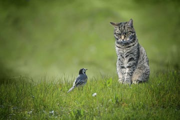 small wagtail bird sitting in front of tabby cat in a green lawn, dangerous animal encounter or understanding among unequal enemies concept, copy space, selected focus