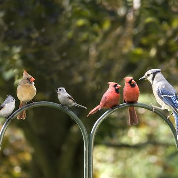 bird diversity meeting