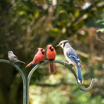 bird diversity meeting