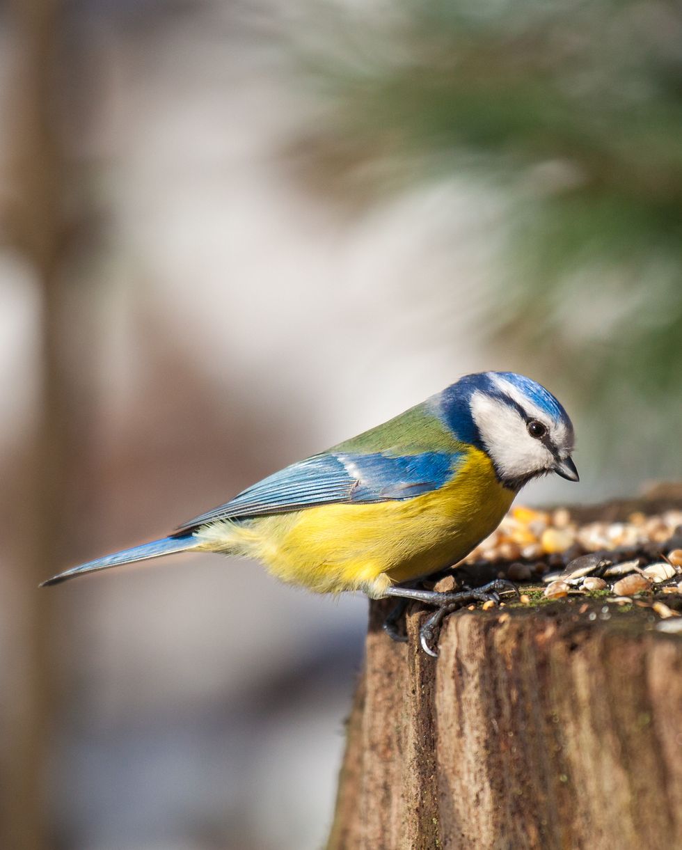 blue tit eating bird food in a garden