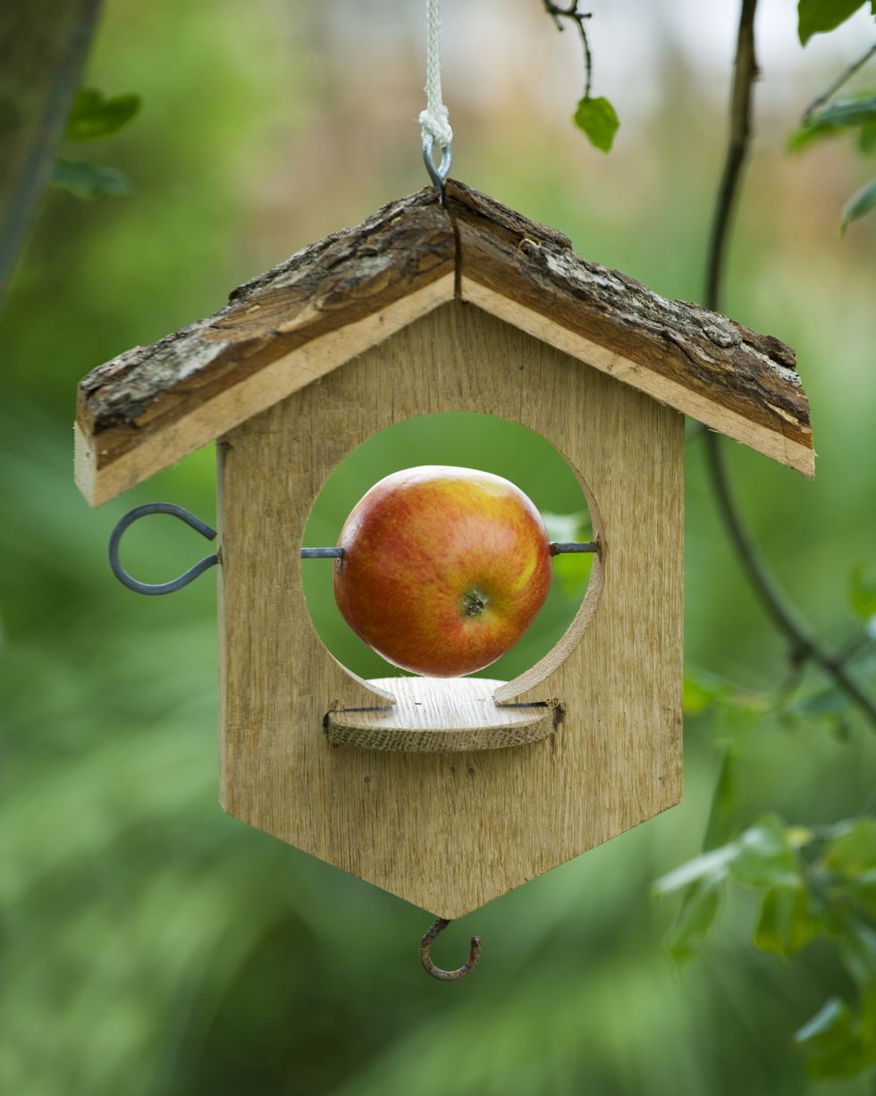bird feeder with apple