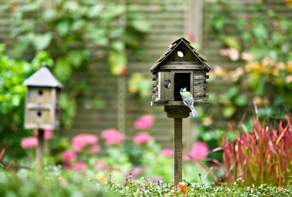 How To Keep Your Garden Bird Feeders Clean To Stop The Spread Of Avian