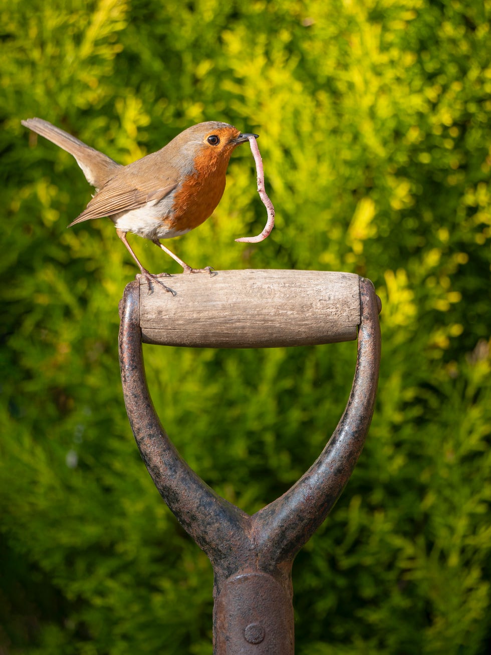 bird in the garden uk