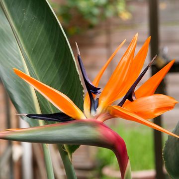 bird of paradise flowering plant