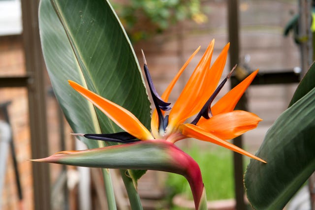 Bird of Paradise: An Easy Care Guide For A High-Impact Plant