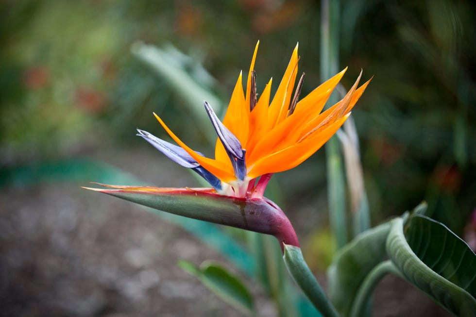 bird of paradise