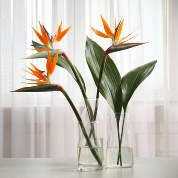 bird of paradise tropical flowers on white table, space for text