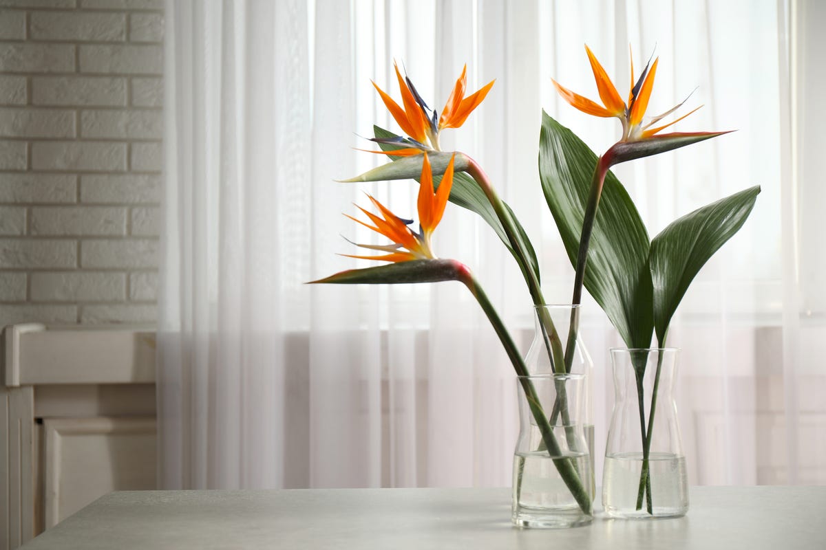 How To Care For Bird of Paradise (Strelitzia reginae)