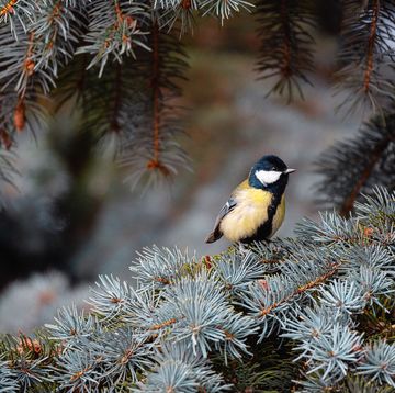great tit perching on the blue spruce twig