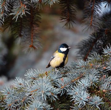 great tit perching on the blue spruce twig
