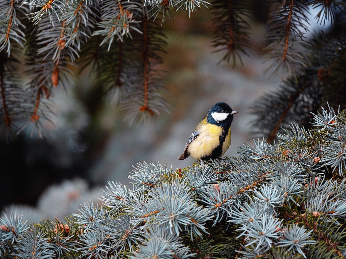 How To Upcycle Your Christmas Tree To Help Garden Wildlife