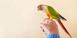 Bird, Budgie, Parakeet, Parrot, Beak, Lovebird, Hand, Feather, Wing, 