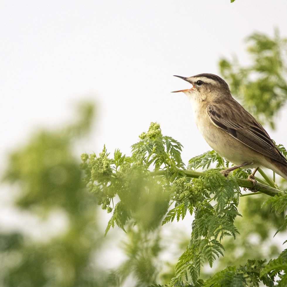 individual bird sitting in a green plant singing