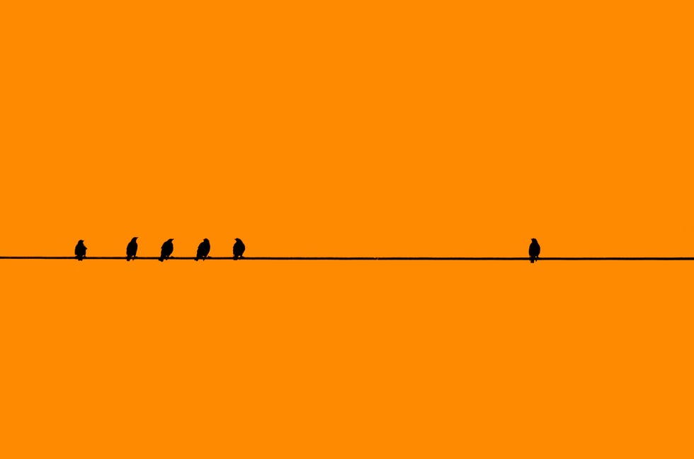 birds in a row with one by itself