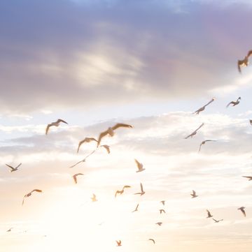 a flock of birds flying near the ocean at sunrise
