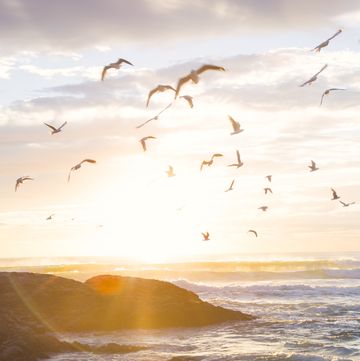 a flock of birds flying near the ocean at sunrise