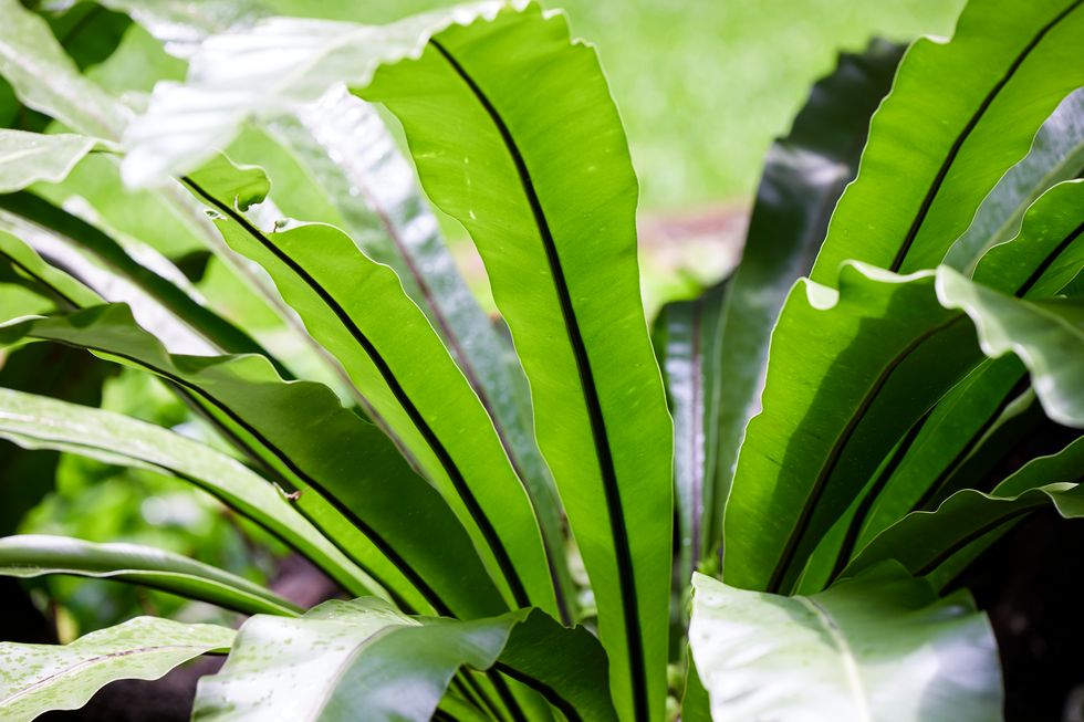 birds nest fern growth on field