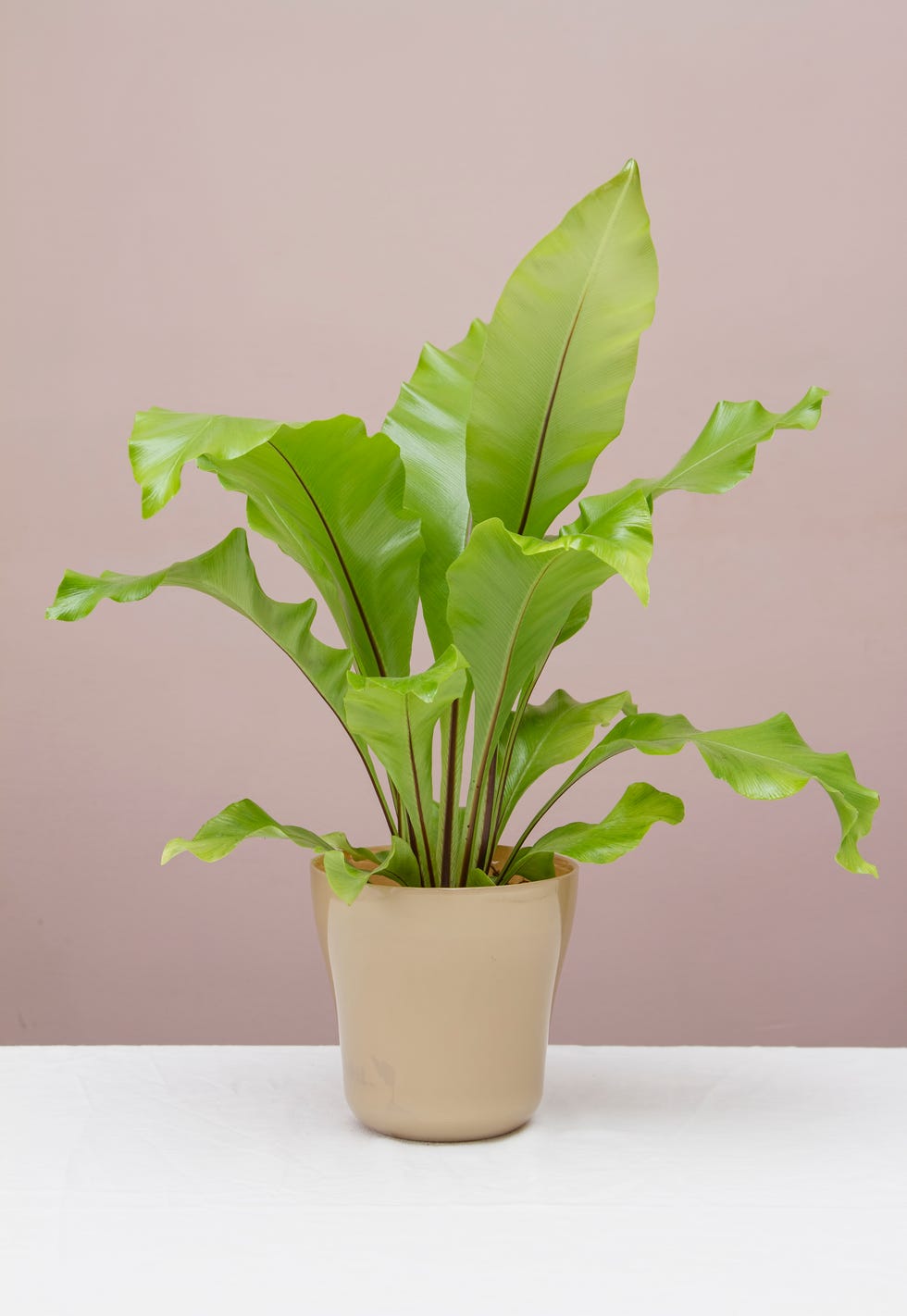 birds nest fern on table