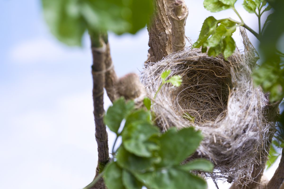 Bird's Nest