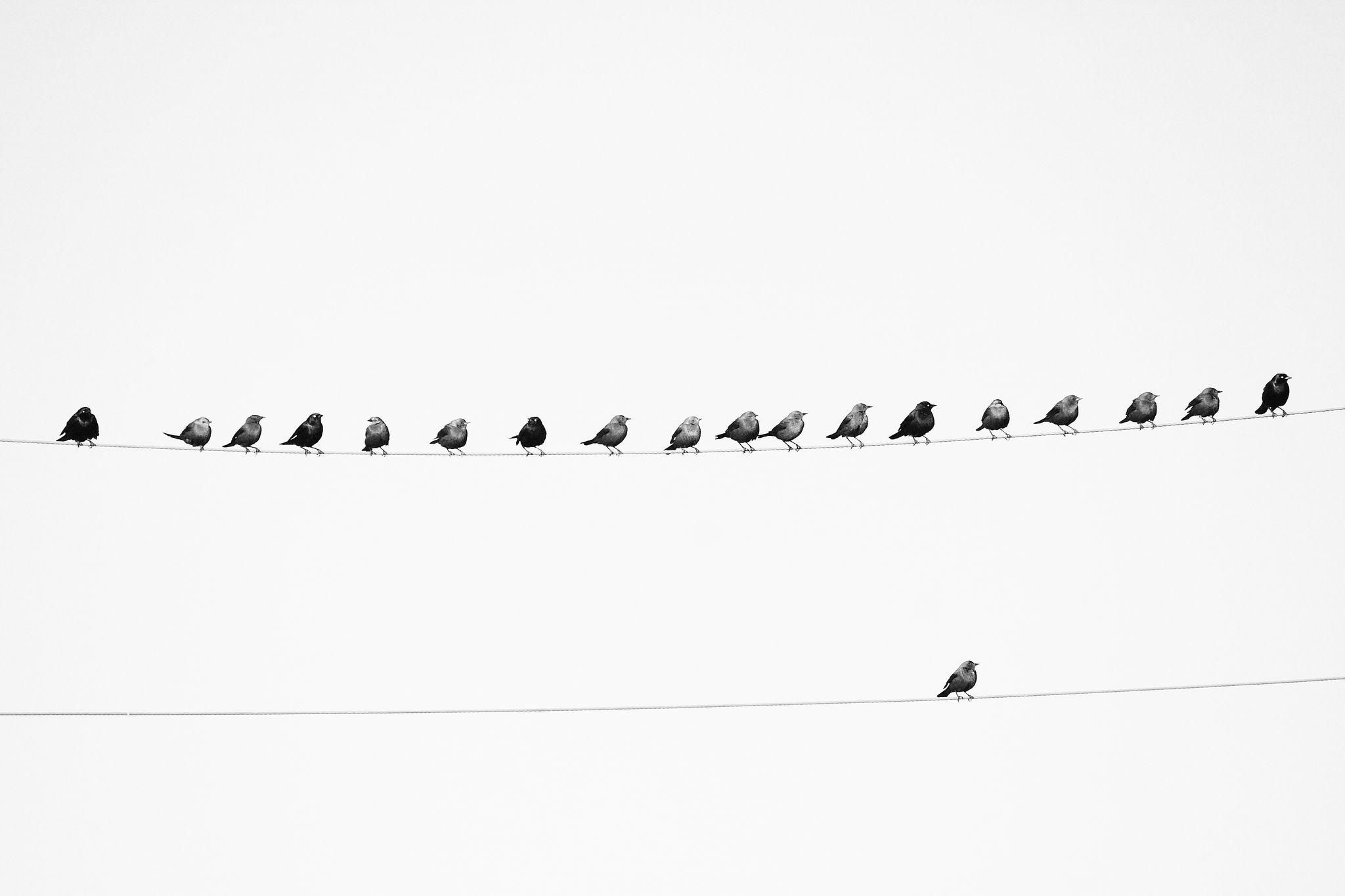 Birds on a wire and one all alone
