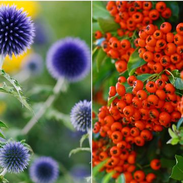 plants to attract birds and wildlife to your garden