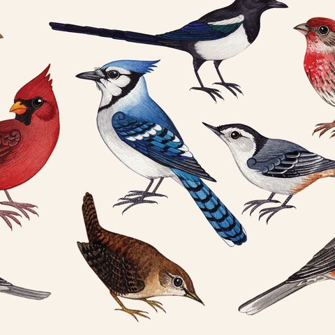 a group of birds