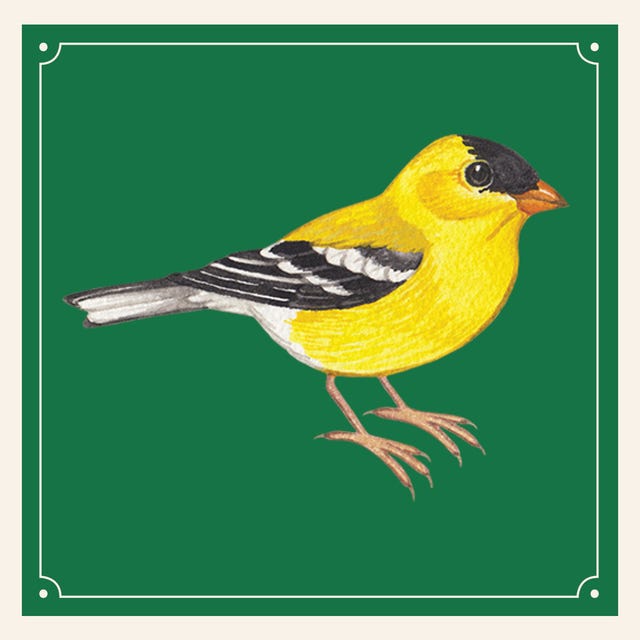 a bird with a yellow and black head