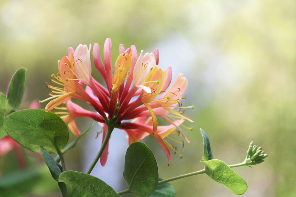 Photo by: Peronsabine 73 / 500 pixels Honeysuckle