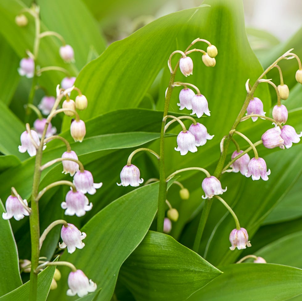 birthflowersmeaningmay