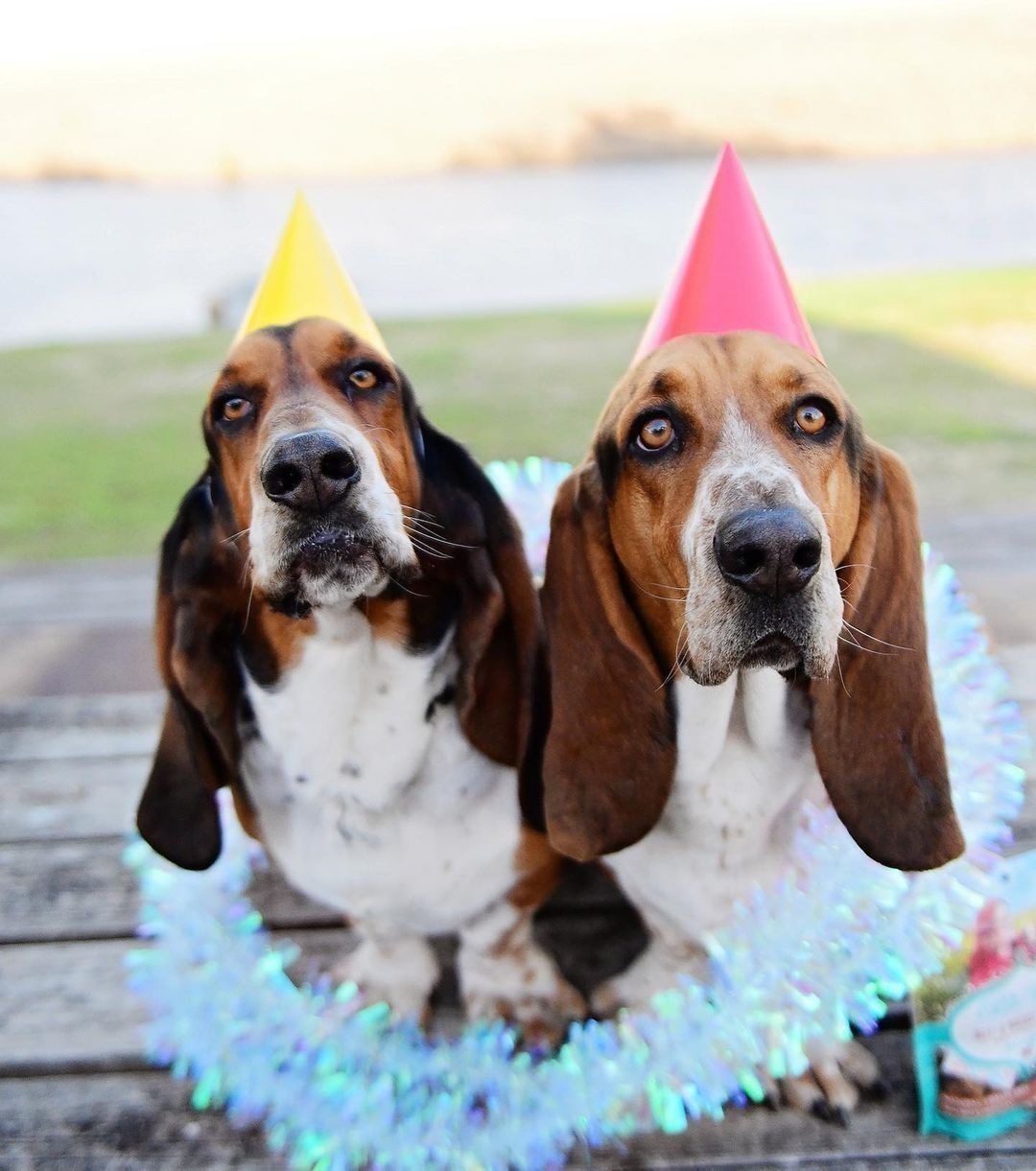 belated birthday funny animals