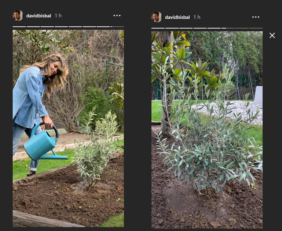 Bisbal y Rosanna, Bisbal y Rosanna árbol de la vida, árbol de la vida, Bisbal y Rosanna hijo