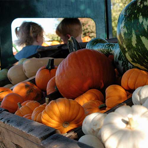 Best Pumpkin Farms Near Me — Top Pumpkin Farms Near Me To Visit In 2021