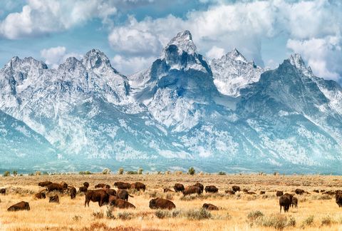bison below the grand teton mountains