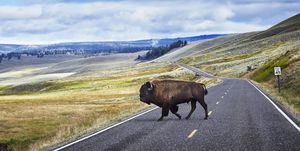 bison crossing road, yellowstone national park, canyon village, wyoming, usa