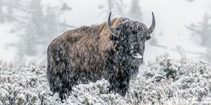bison grazing, walking while snowing in yellowstone usa