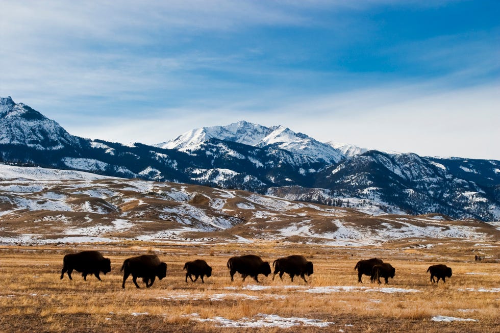 bison migration