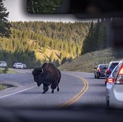 a bison roams through traffic in yellowstone national park
